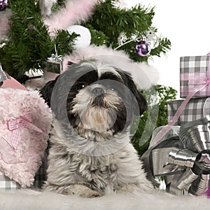 Shih Tzu, 18 months old, lying with Christmas