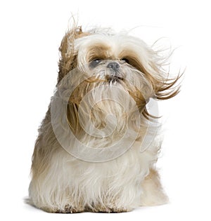 Shih Tzu, 18 months old, windswept and sitting