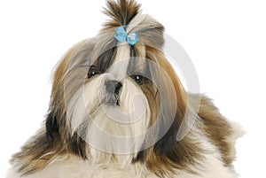 Shih tzu