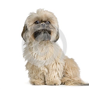 Shih Tzu