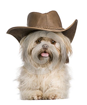 Shih Tzu, 3 years old, wearing hat