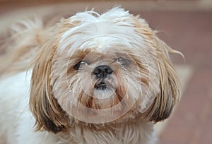 Shih-tzu