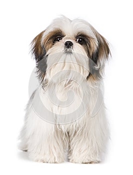 Shih Tzu