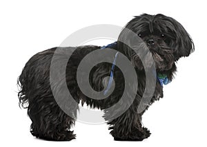 Shih Tzu, 5 years old, standing