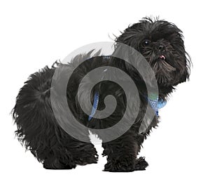 Shih Tzu, 5 years old, standing