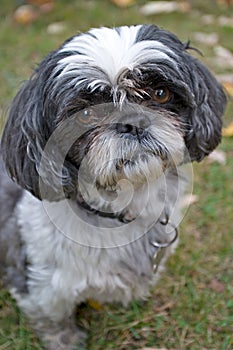 Shih Tzu