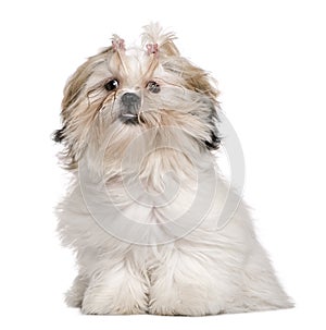 Shih Tzu, 8 months old, sitting