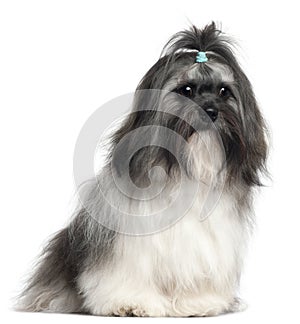 Shih Tzu, 9 months old, sitting