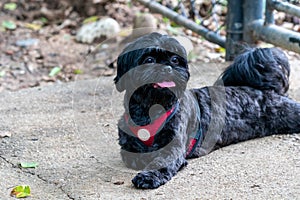 Shih tzu black resting quietly in front of a railing