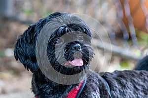 Shih tzu black resting quietly in front of a railing