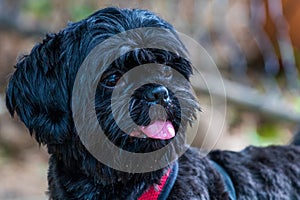 Shih tzu black resting quietly in front of a railing