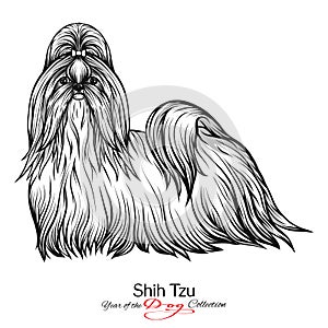 Shih Tzu. Black and white graphic drawing of a dog.