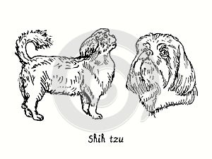 Shih Tzu collection standing side view and head. Ink black and white doodle drawing