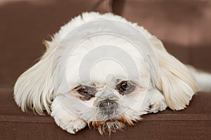 Shih Tzu on couch