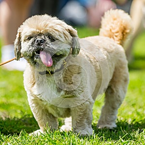 Shih Tzu cross standing on grass with its large tongue hanging out the side of it mouth