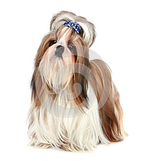 Shih Tzu dog