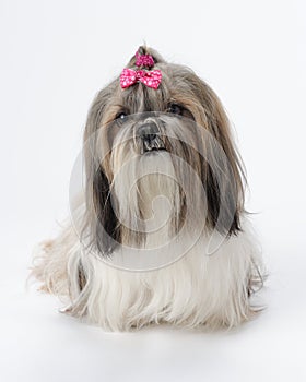 Shih Tzu dog