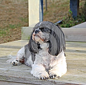 Shih tzu dog