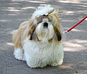 Shih Tzu dog