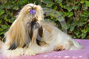 Shih Tzu dog