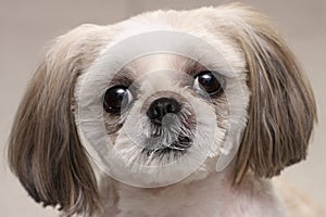 Shih Tzu dog