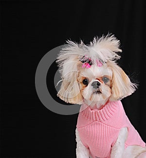 Shih Tzu Dog