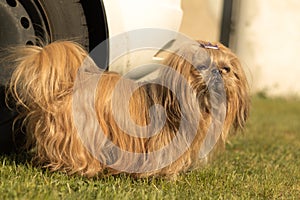 Shih Tzu Dog auf Wiese