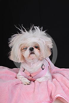 Shih Tzu Dog Bad Hair Day