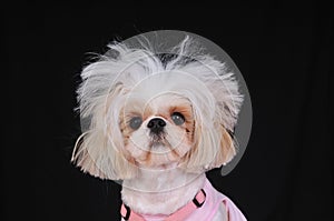 Shih Tzu Dog Bad Hair Day