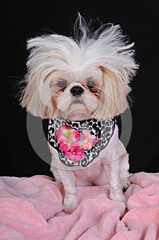 Shih Tzu Dog Bad Hair Day