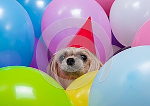 Shih Tzu dog in balloons