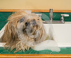 Shih Tzu dog bath in sink