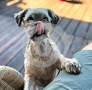 Shih tzu dog begging for food