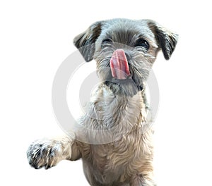 shih tzu dog begging for food