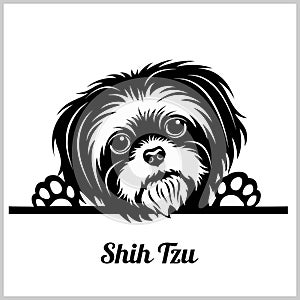 Shih Tzu Dog Breed - Peeking Dogs - breed face head isolated on white