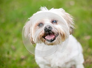 A Shih Tzu dog with cataracts in one eye photo