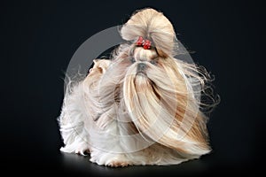 Shih tzu dog, glamour studio-shooting photo