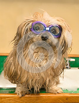 Shih Tzu Dog Goggles bath swimming kitchen sink