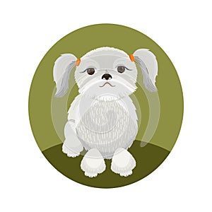 Shih Tzu Dog Illustration