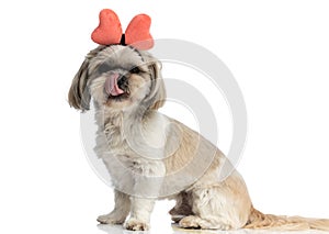 Shih tzu dog licking his nose and wearing a butterfly