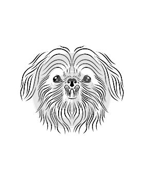 Shih Tzu dog line art, tribal. Freehand vector illustration.