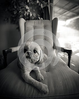 Shih Tzu Dog Lounging on Chair