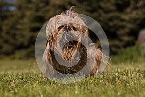 Shih Tzu Dog auf Wiese photo