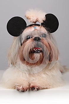 Shih Tzu dog in mickey mouse ears.