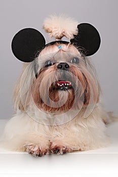 Shih Tzu dog in mickey mouse ears. photo