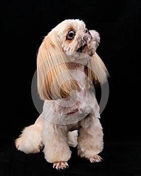 Shih Tzu dog, a neat pet, without overgrown eyes and ears, with a well-groomed shiny coat, a neat haircut