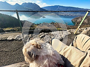 shih tzu dog and panorama alpine lake Annecy
