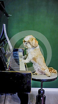 shih tzu dog plays the piano