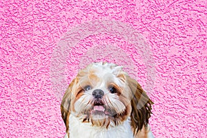 Shih Tzu Dog portrait on pink background