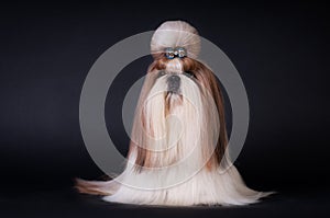 Shih tzu dog portrait at studio